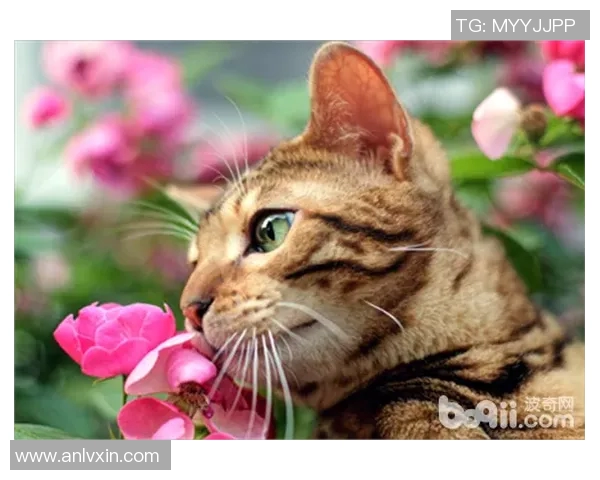 探索野猫占点的生态意义与保护策略分析